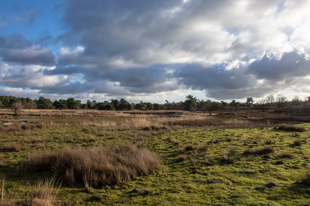 Swampland in the winter under a blue sky. Winter landscape in the Netherlands.の写真素材