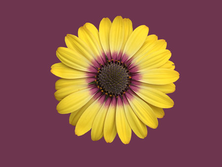 Beautiful yellow daisy (Marguerite) in the top view, isolated on purple background