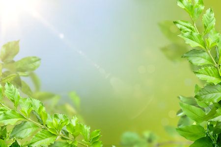 Tree branches with green leaves on a sunny day. Springtime or summer morning.の写真素材