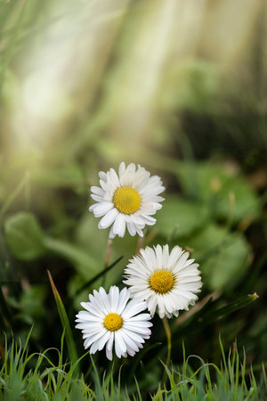 Beautiful daisies in the sun. Spring bright landscape with daisy wildflowers in the meadow. Spring and summer background with wildflowers.の写真素材