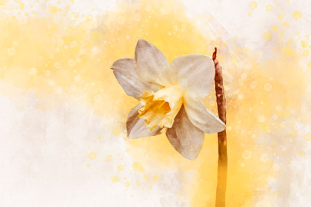 Watercolor daffodil. Hand drawn watercolor spring flower perfect for design greeting card or print.の写真素材