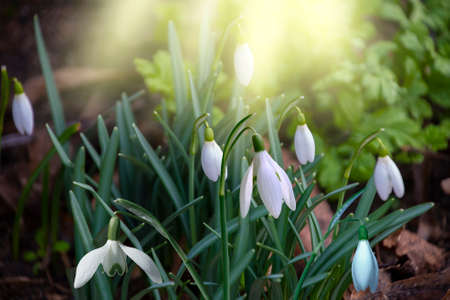 Snowdrop spring flowers. Galanthis in early spring gardens. Delicate Snowdrop flower is one of the spring symbols. The first early snowdrop flower.の写真素材