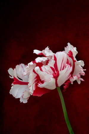 Red and white big dutch parrot tulip flower close up on dark red vintage backgroundの写真素材