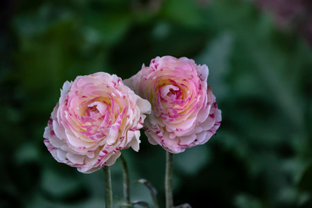 Spring or summer seasonal ranunculus flowers, blooming outdoorsの写真素材