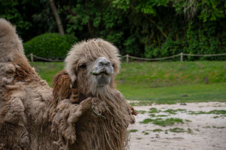 Portrait of a Bactrian Camel.の写真素材
