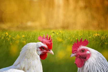 White hen and white rooster. Chicken, poultry. Farm animals. Fowl outdoors. Free range chickens. Chicken breedsの写真素材