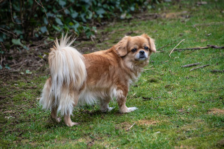 Purebred Tibetan Spaniel dog outdoors in the nature on grass meadow on a summer day.