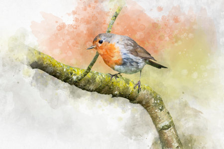 Watercolor robin redbreast. Hand painted bird isolated on white background. Wildlife illustration for design, print, fabric or background.の写真素材