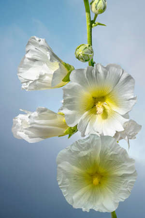 White common hollyhock wildflowers, Alcea rosea, blooming in the gardenの写真素材