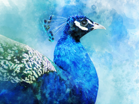 Colorful blue and green peacock head. Watercolor bird illustrationの写真素材
