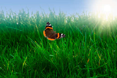Green grass with butterfly. Spring landscape, perfect for backgroundの写真素材