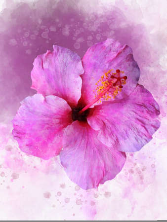 Watercolor pink hibiscus, tropical flower. Hand drawn big summer flower isolater on white background.の写真素材