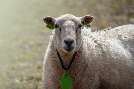 Pasture with a white wooly sheep in the springtime.の写真素材