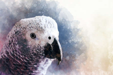 Watercolor Painting, Portrait of an African Gray Parrot. Psittacus erithacus. Bird illustration.の写真素材