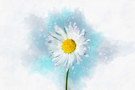 White daisy floral botanical flower. Watercolor background illustration set. Isolated daisy illustration element.の写真素材