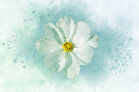 Watercolor painting of white cosmea flower - in Latin Cosmos Bipinnatus. Letter head or greeting cardの写真素材