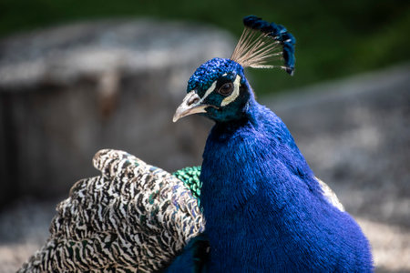 Gorgeous portrait of a blue peacock with silky blue feathersの写真素材