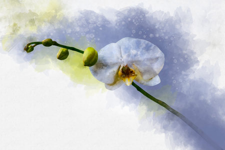 Tropical white Orchid plant with white flowers and green leaves. Watercolor drawing. Floral illustration.の写真素材