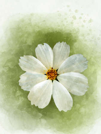 Watercolor painting of a white cosmea flower - in Latin Cosmos Bipinnatus. Letter head, scrapbooking or greeting card, botanical illustration.の写真素材