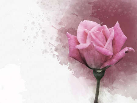 A watercolor drawing of a vibrant pink rose flower. Botanical art. Decorative element for a greeting card or wedding invitationの写真素材