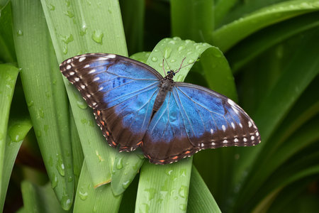 Beautiful closeup of a Peleides blue morpho butterfly with open wings, Tropical insect specie from...