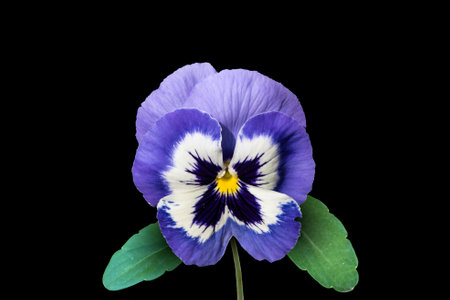 Purple pansy flower, isolated on black background, Viola wittrockianaの写真素材