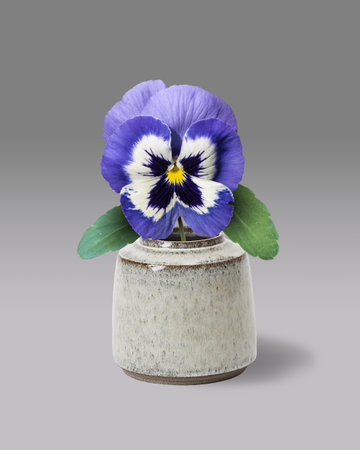 Purple pansy flower in vase on gray backgroundの写真素材