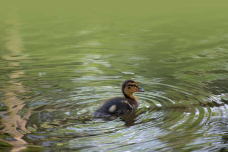 Beautiful view of cute duck baby (Mallard duckling) with nice colors of lake water on university campus, Dublin, Ireland. Copyspace. Soft and selective focusの写真素材