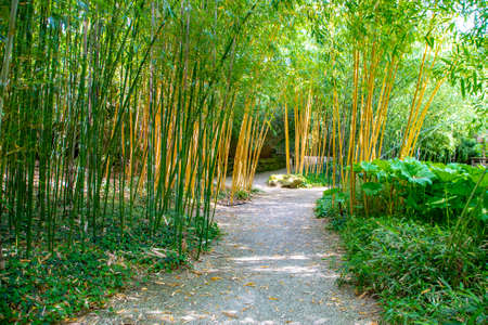 Panorama bamboo forest or bamboo grove with bushesの写真素材