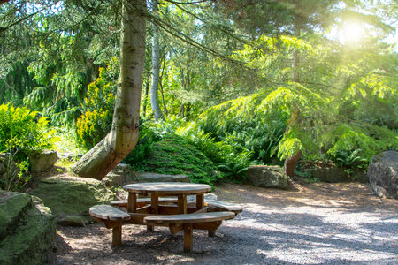 Lonely wooden bench in the forest amid clusters of treesの写真素材