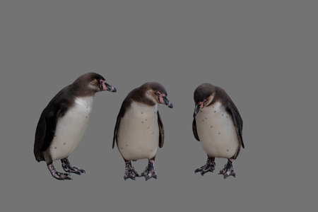 Portrait Of three Humboldt Penguins Isolated On gray Backgroundの写真素材