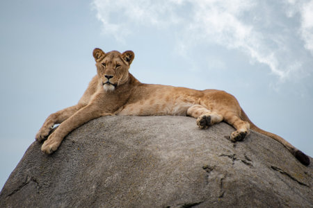 Female lion or Panthera leo lying on a big stone and looking into the cameraの写真素材
