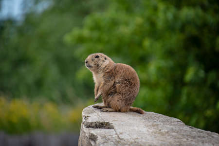 Prairie Dog (Cynomys ludovicianus) Beautiful cute animal.の写真素材