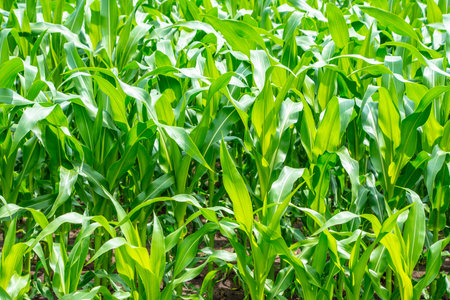 Green corn field, Corn cob on corn field in plantation in the Netherlands