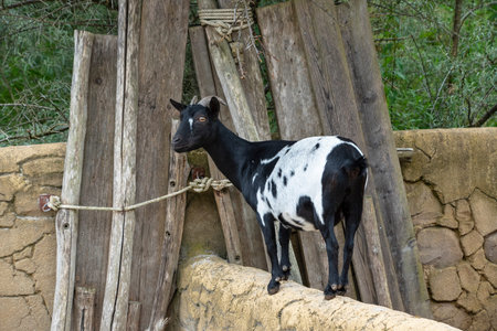 Black and white goat. Portrait of a goat on a farmの写真素材