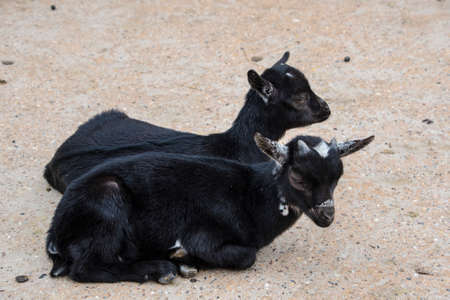 Two young black baby goats in a farmyard. Goats sitting on the ground.の写真素材