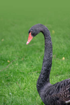 black swan. Portrait of Cygnus atratus in the meadow.の写真素材