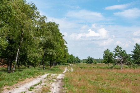 Walkway Lane Path With Green Trees in Forest. Beautiful Alley, road In Park. Way Through Summer...