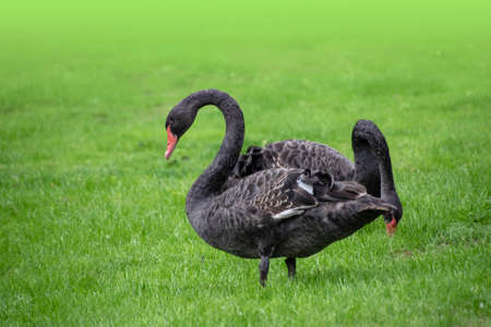 Couple of black swans, Cygnus atratus, in the meadow.の写真素材