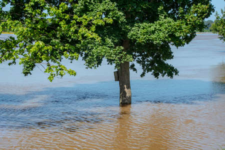 Flooded agricultural fields in the Netherlands with growing plants in summer after heavy rainfallsの写真素材