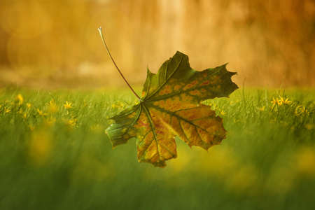 Autumn landscape with yellow falling maple leaf. Colorful foliage in the park. Falling leaves natural backgroundの写真素材