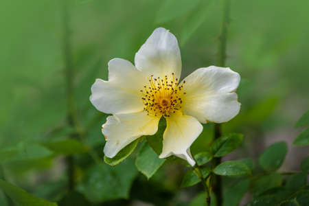 Yellow Scotch Rose flower in the garden. Latin: rosa laevigata or rosa spinossima.の写真素材