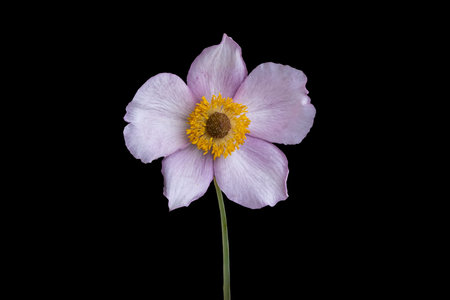 Pink flower of Chinese anemone / Anemone hupehensis isolated on black backgroundの写真素材