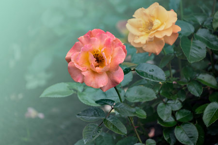 Beautiful big pale pink rose on blured background. Pink rose on the bush. Delicate rose macro.
