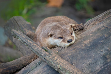 European otter (Lutra lutra), also known as Eurasian otterの素材 [FY310173997903]