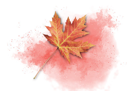 Colorful isolated fall acer leaf on a red watercolor backgroundの写真素材