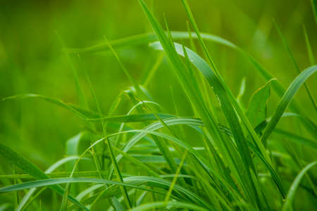 Fresh green grass background. Long fresh green grass texture background.の写真素材
