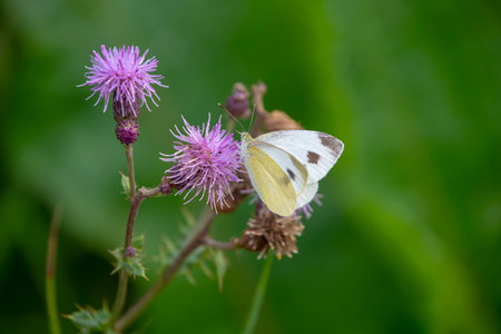 Close-up of cabbage white butterfly, pieris brassicae on purple flower