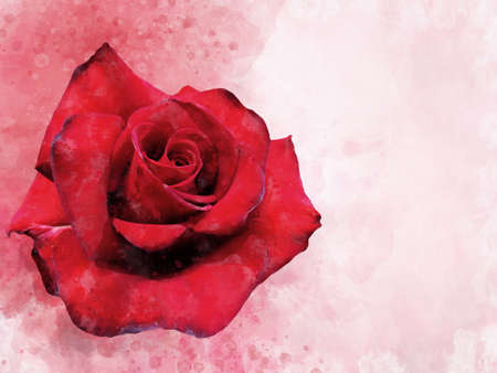 A watercolor drawing of a vibrant red rose flower. botanical art. Decorative element for a greeting card or wedding invitationの写真素材