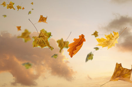 Autumn background with sunlight and falling leavesの写真素材